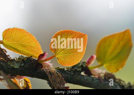 (Katsura Cercidiphyllum japonicum), de feuilles sur une branche, en Rhénanie du Nord-Westphalie, Allemagne Banque D'Images