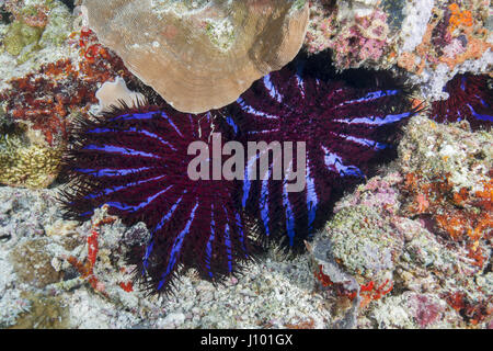 Deux La couronne d'étoile de mer Acanthaster planci sur les récifs de feer, de l'Océan Indien, les Maldives Banque D'Images