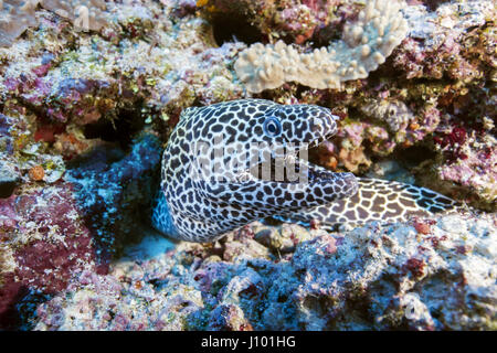 Murène Gymnothorax favagineus (HONEYCOMB) sur un récif de corail, de l'Océan Indien, les Maldives Banque D'Images