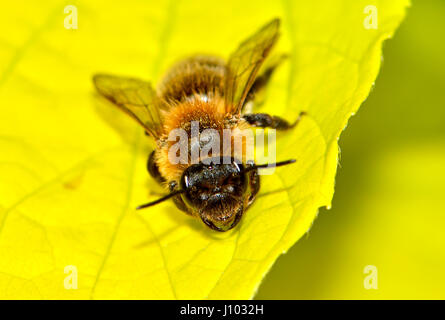 L'abeille commune (Apis melifera) Kent, Angleterre, avril Banque D'Images
