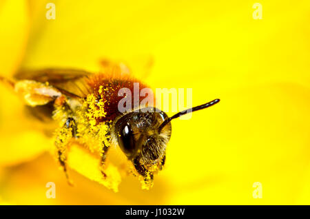 L'abeille commune (Apis melifera) couverts dans le pollen Kent, Angleterre, avril Banque D'Images