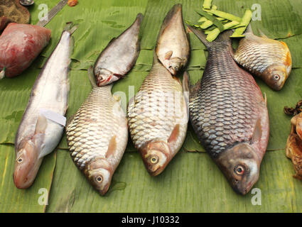 Poisson-chat fraîchement pêché sur la feuille de palmier, le matin, dans un marché aux poissons, de Luang Prabang, Laos Banque D'Images