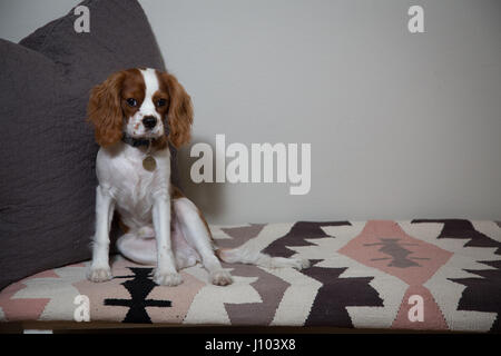 Un cavalier king charles spaniel assis sur un tapis, à côté d'un oreiller Banque D'Images