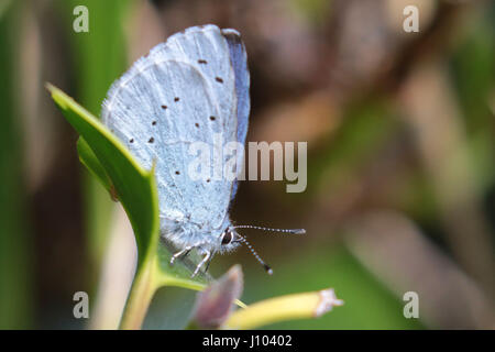 Holly blue butterfly reposant sur holly, Flotte Hampshire UK Banque D'Images