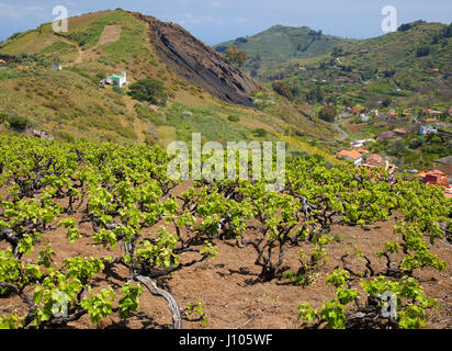 Le centre de Gran Canaria en avril,nouvelles lames de vieilles vignes, vignobles autour de San Mateo avec de vieux plants de vigne Banque D'Images