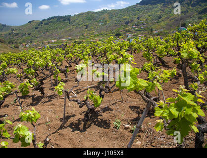 Le centre de Gran Canaria en avril,nouvelles lames de vieilles vignes, vignobles autour de San Mateo avec de vieux plants de vigne Banque D'Images