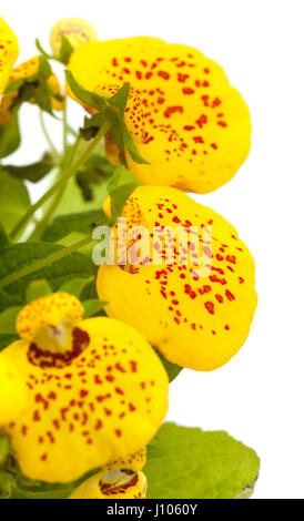 Le Calceolaria plante jaune isolé sur fond blanc Banque D'Images