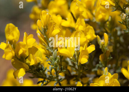 La flore de Gran Canaria - Genista microphylla, localement appelé balai ou balai de la montagne jaune, endémique de l'île de Gran Canaria Banque D'Images