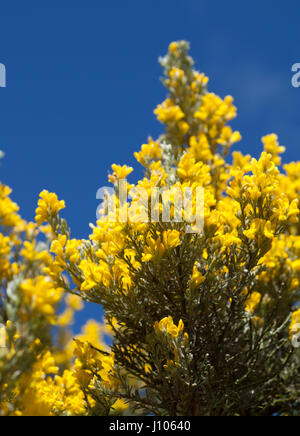 La flore de Gran Canaria - Genista microphylla, localement appelé balai ou balai de la montagne jaune, endémique de l'île de Gran Canaria Banque D'Images