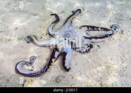 22 mars 2017 - Océan Indien, Malaisie - Big Blue Poulpe (Octopus cyanea) sur le fond de sable, de l'Océan Indien, les Maldives (crédit Image : © Andrey Nekrasov/ZUMA/ZUMAPRESS.com) fil Banque D'Images