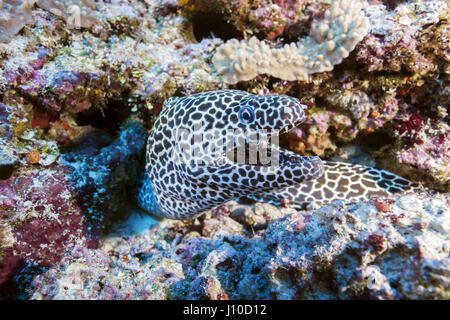 24 mars 2017 - Océan Indien, Malaisie - Honeycomb Moray (Gymnothorax favagineus) sur un récif de corail, de l'Océan Indien, les Maldives (crédit Image : © Andrey Nekrasov/ZUMA/ZUMAPRESS.com) fil Banque D'Images