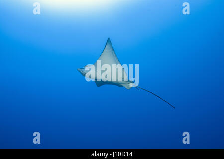 24 mars 2017 - Océan Indien, Malaisie - Spotted Eagle Ray (Aetobatus ocellatus) dans l'eau bleue, de l'Océan Indien, les Maldives (crédit Image : © Andrey Nekrasov/ZUMA/ZUMAPRESS.com) fil Banque D'Images