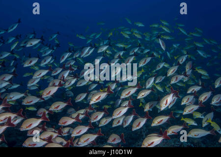 22 mars 2017 - Océan Indien, Malaisie - École de poisson Vivaneau rouge à bosse (Lutjanus gibbus) dans l'eau bleue, de l'Océan Indien, les Maldives (crédit Image : © Andrey Nekrasov/ZUMA/ZUMAPRESS.com) fil Banque D'Images