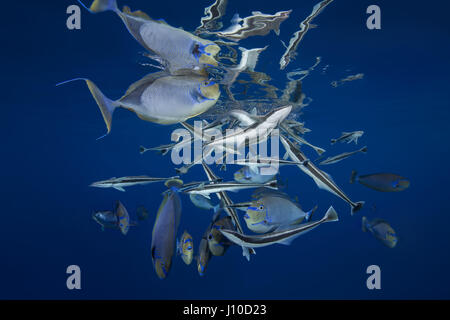 23 mars 2017 - Océan Indien, Malaisie - l'école de poissons (Echeneis naucrates Remora) et Bignose Goldfish (Naso vlamingii) en vertu de la surface de l'eau, de l'Océan Indien, les Maldives (crédit Image : © Andrey Nekrasov/ZUMA/ZUMAPRESS.com) fil Banque D'Images