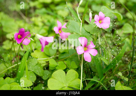 L'oxalide rose (Oxalis articulata) fleurs ouverte en journée nuageuse à Asuncion, Paraguay. L'oxalide rose des fleurs et feuilles ont la capacité de répondre avec des mouvements (connu comme nyctinastic mouvements) - de déployer ou de l'ouverture - aux conditions de lumière et l'obscurité ou la température. Banque D'Images