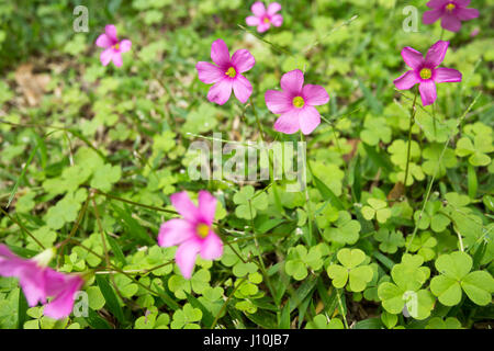 L'oxalide rose (Oxalis articulata) fleurs ouverte en journée nuageuse à Asuncion, Paraguay. L'oxalide rose des fleurs et feuilles ont la capacité de répondre avec des mouvements (connu comme nyctinastic mouvements) - de déployer ou de l'ouverture - aux conditions de lumière et l'obscurité ou la température. Banque D'Images