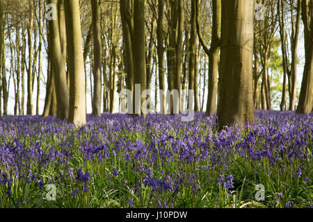 Bois Badbury, Faringdon, UK. 18 avr, 2017. Un tapis de jacinthes anglais recouvre le sol sous les hêtres de Badbury de bois, près de Faringdon, Oxfordshire. Malgré le froid du jour au lendemain le bluebells signal qui ressort dans l'UK est arrivée. Le bluebells à Badbury Bois sont English bluebells plutôt que l'espagnol envahissantes bluebells qui menacent certaines populations de jacinthes au Royaume-Uni. Crédit : Jill Walker/Alamy Live News Banque D'Images