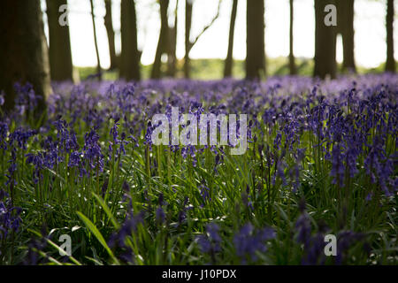 Bois Badbury, Faringdon, UK. 18 avr, 2017. Un tapis de jacinthes anglais recouvre le sol sous les hêtres de Badbury de bois, près de Faringdon, Oxfordshire. Malgré le froid du jour au lendemain le bluebells signal qui ressort dans l'UK est arrivée. Le bluebells à Badbury Bois sont English bluebells plutôt que l'espagnol envahissantes bluebells qui menacent certaines populations de jacinthes au Royaume-Uni. Crédit : Jill Walker/Alamy Live News Banque D'Images