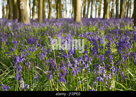 Bois Badbury, Faringdon, UK. 18 avr, 2017. Un tapis de jacinthes anglais recouvre le sol sous les hêtres de Badbury de bois, près de Faringdon, Oxfordshire. Malgré le froid du jour au lendemain le bluebells signal qui ressort dans l'UK est arrivée. Le bluebells à Badbury Bois sont English bluebells plutôt que l'espagnol envahissantes bluebells qui menacent certaines populations de jacinthes au Royaume-Uni. Crédit : Jill Walker/Alamy Live News Banque D'Images