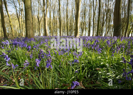 Bois Badbury, Faringdon, UK. 18 avr, 2017. Un tapis de jacinthes anglais recouvre le sol sous les hêtres de Badbury de bois, près de Faringdon, Oxfordshire. Malgré le froid du jour au lendemain le bluebells signal qui ressort dans l'UK est arrivée. Le bluebells à Badbury Bois sont English bluebells plutôt que l'espagnol envahissantes bluebells qui menacent certaines populations de jacinthes au Royaume-Uni. Crédit : Jill Walker/Alamy Live News Banque D'Images