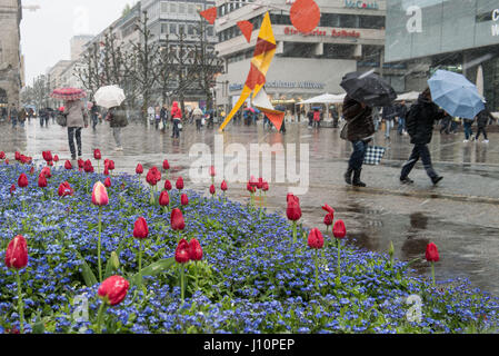 Stuttgart, Allemagne. 18 avr, 2017. Les gens avec des parasols à pied en fleurs fleurs de printemps passé alors que la neige tombe à Stuttgart, Allemagne, 18 avril 2017. Photo : Lino Mirgeler/dpa/Alamy Live News Banque D'Images