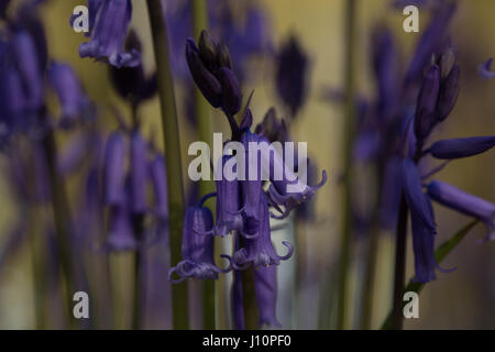 Bois Badbury, Faringdon, UK. 18 avr, 2017. Un tapis de jacinthes anglais recouvre le sol sous les hêtres de Badbury de bois, près de Faringdon, Oxfordshire. Malgré le froid du jour au lendemain le bluebells signal qui ressort dans l'UK est arrivée. Le bluebells à Badbury Bois sont English bluebells plutôt que l'espagnol envahissantes bluebells qui menacent certaines populations de jacinthes au Royaume-Uni. Crédit : Jill Walker/Alamy Live News Banque D'Images