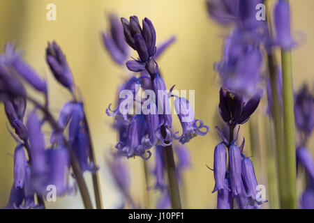 Bois Badbury, Faringdon, UK. 18 avr, 2017. Un tapis de jacinthes anglais recouvre le sol sous les hêtres de Badbury de bois, près de Faringdon, Oxfordshire. Malgré le froid du jour au lendemain le bluebells signal qui ressort dans l'UK est arrivée. Le bluebells à Badbury Bois sont English bluebells plutôt que l'espagnol envahissantes bluebells qui menacent certaines populations de jacinthes au Royaume-Uni. Crédit : Jill Walker/Alamy Live News Banque D'Images