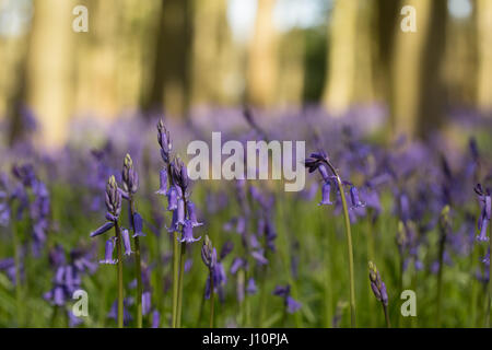 Bois Badbury, Faringdon, UK. 18 avril, 2017. Un tapis de jacinthes anglais recouvre le sol sous les hêtres de Badbury de bois, près de Faringdon, Oxfordshire. Malgré le froid du jour au lendemain le bluebells signal qui ressort dans l'UK est arrivée. Le bluebells à Badbury Bois sont English bluebells plutôt que l'espagnol envahissantes bluebells qui menacent certaines populations de jacinthes au Royaume-Uni. Banque D'Images