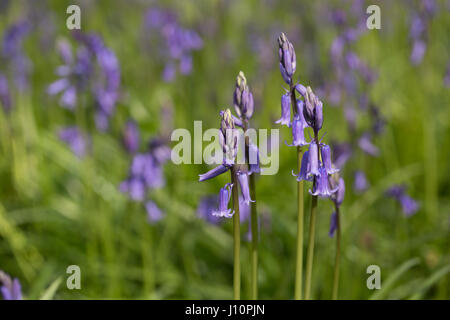 Bois Badbury, Faringdon, UK. 18 avril, 2017. Un tapis de jacinthes anglais recouvre le sol sous les hêtres de Badbury de bois, près de Faringdon, Oxfordshire. Malgré le froid du jour au lendemain le bluebells signal qui ressort dans l'UK est arrivée. Le bluebells à Badbury Bois sont English bluebells plutôt que l'espagnol envahissantes bluebells qui menacent certaines populations de jacinthes au Royaume-Uni. Banque D'Images