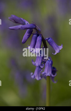 Bois Badbury, Faringdon, UK. 18 avril, 2017. Un tapis de jacinthes anglais recouvre le sol sous les hêtres de Badbury de bois, près de Faringdon, Oxfordshire. Malgré le froid du jour au lendemain le bluebells signal qui ressort dans l'UK est arrivée. Le bluebells à Badbury Bois sont English bluebells plutôt que l'espagnol envahissantes bluebells qui menacent certaines populations de jacinthes au Royaume-Uni. Banque D'Images