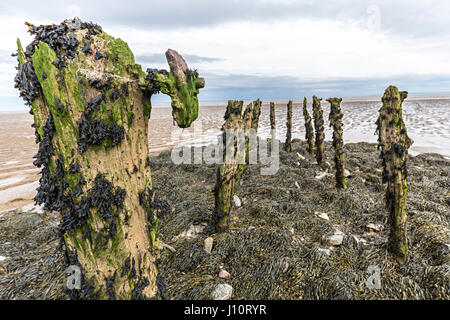 À partir de vieux bois pourri érodé les pilotis à Goldcliff sur le niveaux de Gwent, au Pays de Galles, Royaume-Uni Banque D'Images