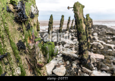 À partir de vieux bois pourri érodé les pieds avec la tête de rouille sur les niveaux Goldcliff Gwent, au Pays de Galles, Royaume-Uni Banque D'Images