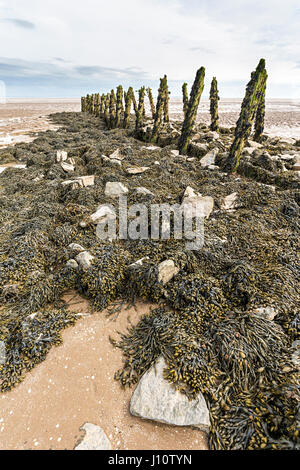 À partir de vieux bois pourri érodé les pilotis utilisé pour pêcher le saumon et l'anguillette pucher pièges à Goldcliff sur les niveaux de Gwent, au Pays de Galles, Royaume-Uni Banque D'Images