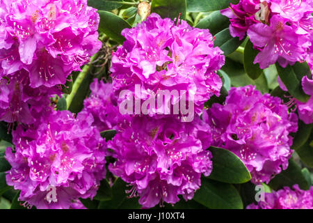 Rhododendron 'Florence Sarah Smith', à fleurs pourpres Banque D'Images