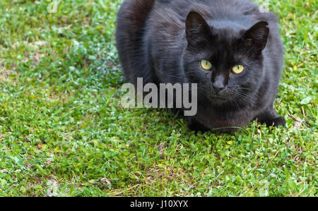 Chat noir couché sur une herbe verte, avec les yeux vert/jaune. Banque D'Images