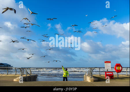 Mouettes à Blackpool, Royaume-Uni être nourris par un homme en veste hi-vis avec un ciel bleu et de copier l'espace. Banque D'Images