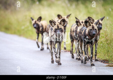 Les chiens sauvages d'Afrique en marche vers l'appareil photo dans le parc national Kruger, Afrique du Sud. Banque D'Images