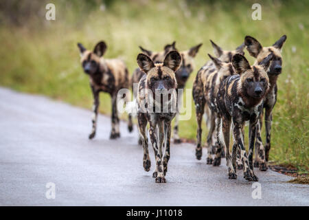 Les chiens sauvages d'Afrique en marche vers l'appareil photo dans le parc national Kruger, Afrique du Sud. Banque D'Images