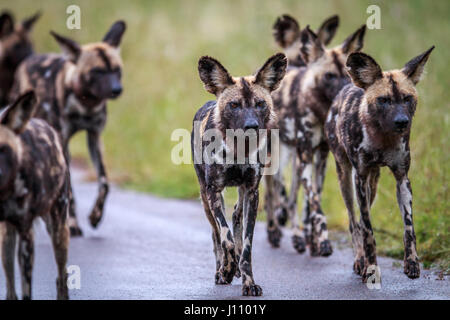 Les chiens sauvages d'Afrique en marche vers l'appareil photo dans le parc national Kruger, Afrique du Sud. Banque D'Images