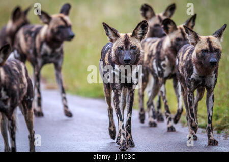 Les chiens sauvages d'Afrique en marche vers l'appareil photo dans le parc national Kruger, Afrique du Sud. Banque D'Images