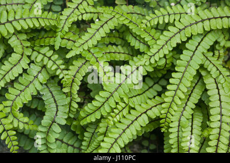 Maidenhair Spleenwort, fougère Asplenium trichomanes, Mull, Ecosse Banque D'Images