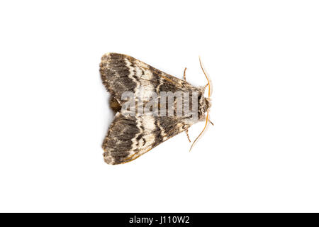 Mite de Brown marbré lunaire, Drymonia ruficornis, Monmouthshire, Avril Banque D'Images