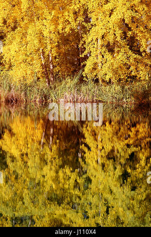 Bel arbre d'automne avec des feuilles jaunes closeup Banque D'Images