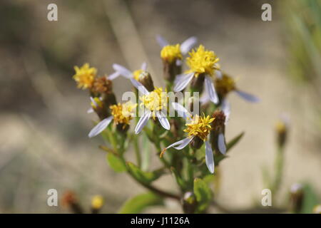 Aster tripolium Banque D'Images