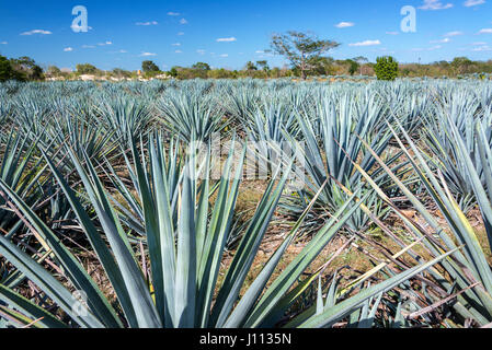 Domaine de l'agave bleu tequila pour près de Valladolid, Mexique Banque D'Images