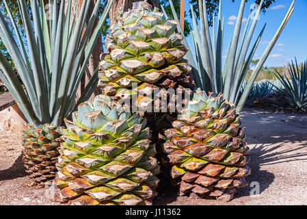 Pile d'ananas agave bleu utilisé pour la fabrication de la tequila près de Valladolid, Mexique Banque D'Images