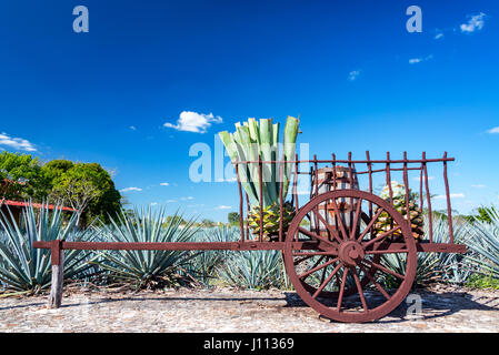 Plantes d'agave bleu sur un chariot près de Valladolid, Mexique Banque D'Images