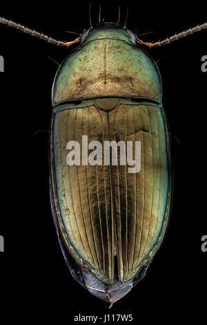 Vue dorsale d'un woodboring beetle Banque D'Images