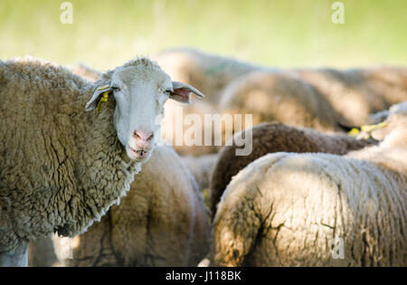 Les moutons dans la nature sur le pré. L'extérieur de l'agriculture. Banque D'Images