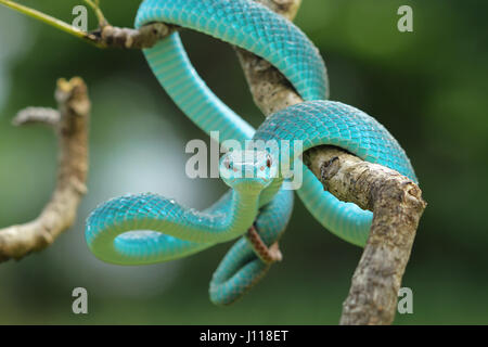 Serpent viper bleu sur une branche, l'Indonésie Banque D'Images